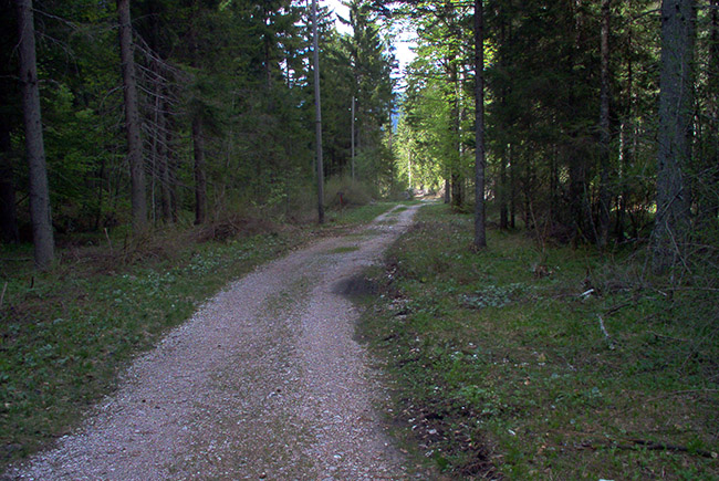 Valbruna foto 1: der Wald