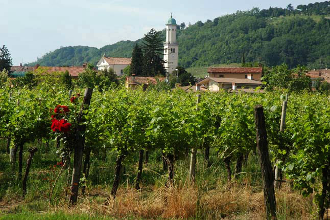 Cormons foto 1: die Weinberge