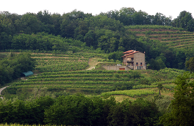 Ruttars foto 3: vinogradi na gričih