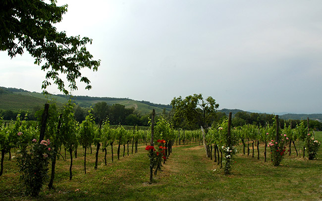 Vencò foto 4: the vineyards