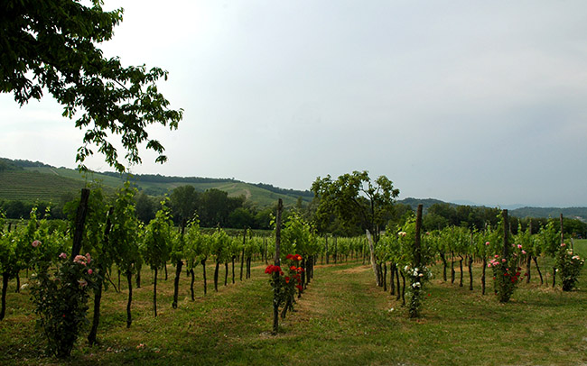 Vencò foto 4: der Weinberg