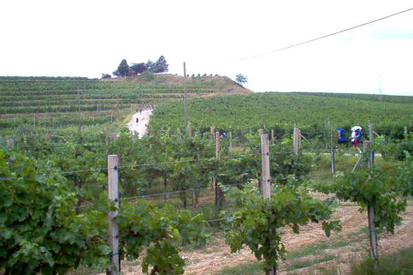 Lonzano foto 2: through the vineyards of the Collio