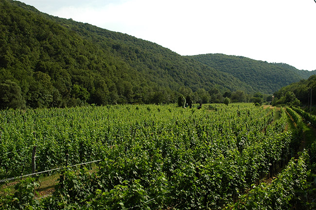 Albana foto 1: der Wein