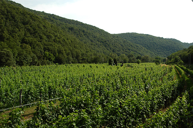 Albana foto 1: el vino