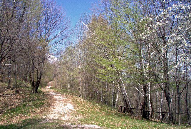 San Pietro Chiazzacco foto 3: der Wald