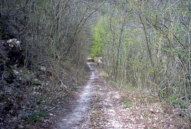 Tamoris foto 3: strada nel bosco