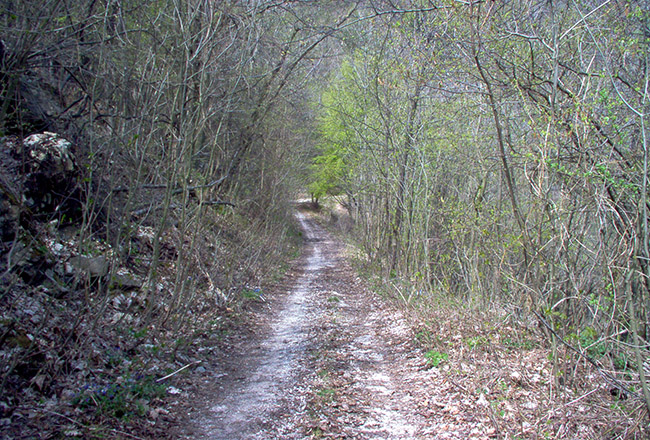 Tamoris foto 3: strada nel bosco