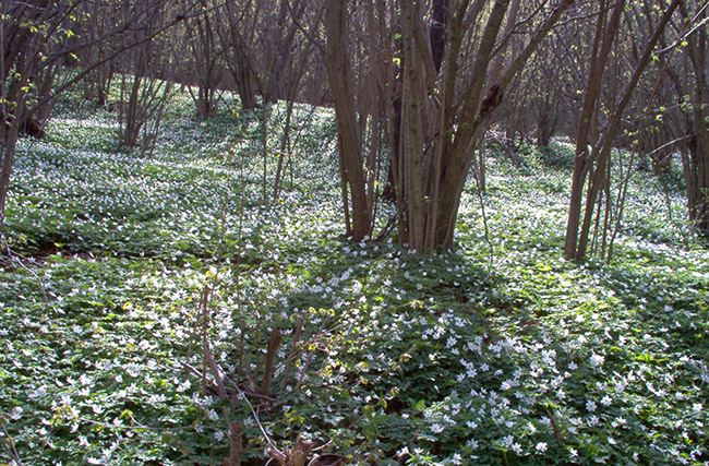 Piano di Fraccadice foto 2: flowers in the wood