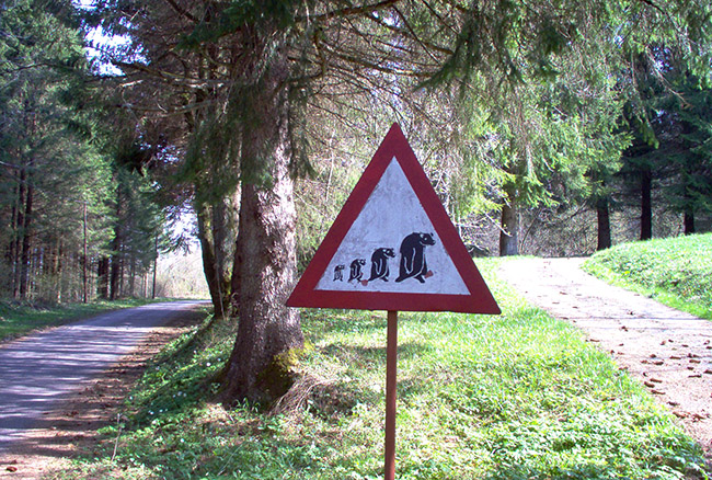 Piano di Fraccadice foto 3: pozor: medvedi na cesti?