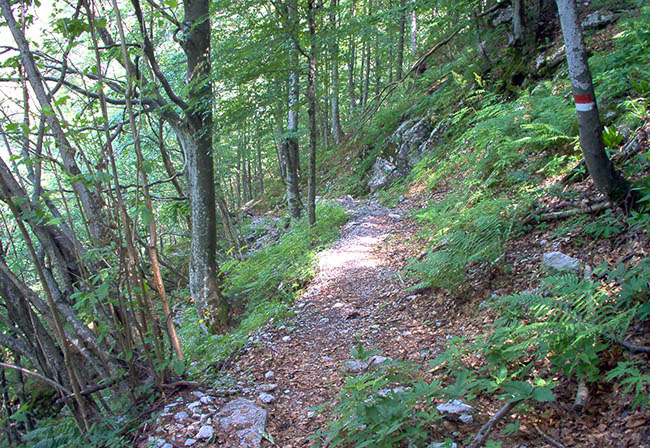 Rifugio ANA foto 3: a trail through the woods