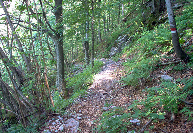 Passo Tanamea foto 3: weg im Wald