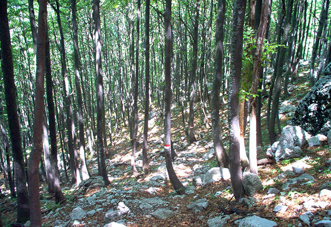 Rifugio ANA foto 4: v gozdu