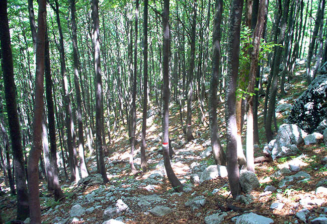 Rifugio ANA foto 4: nel bosco