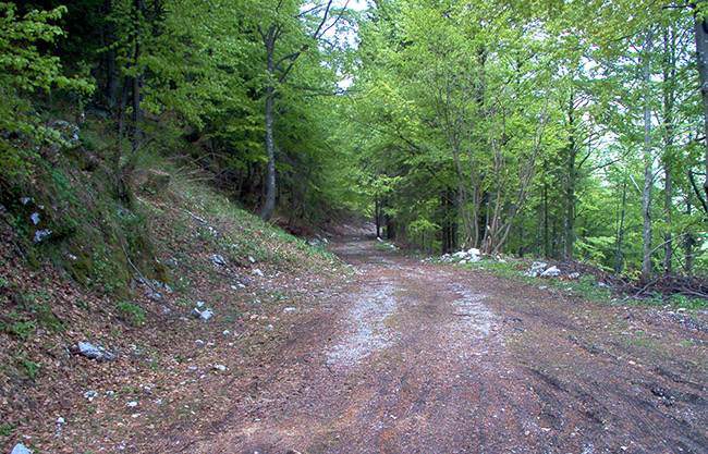 Sella Carnizza foto 2: der Wald