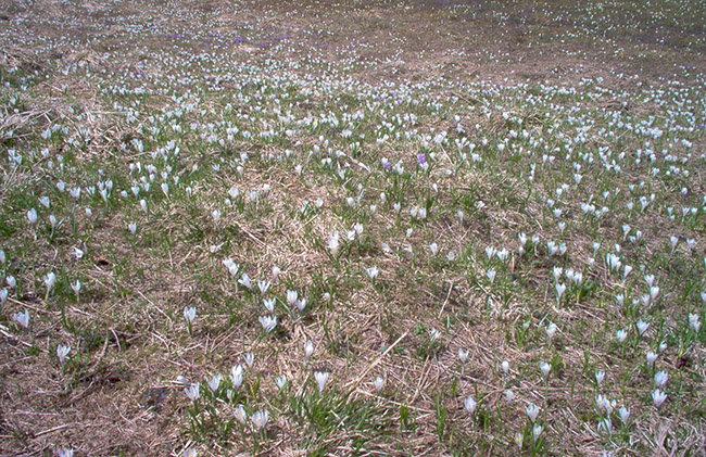 Sella Somdogna foto 3: crocus